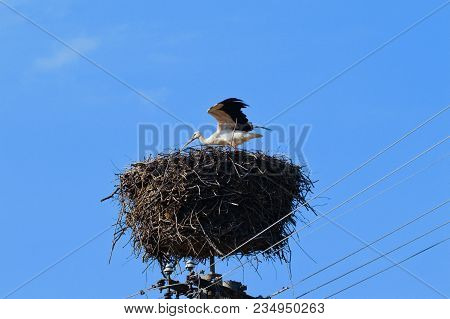 One Stork In The Nest Ready To Fly