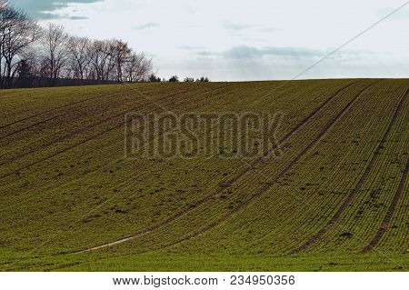 Spring, Green Field On The Farm During Walk