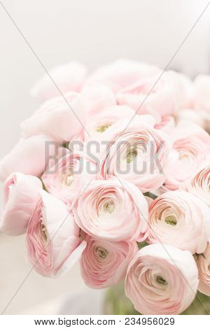 Persian Buttercup. Bunch Pale Pink Ranunculus Flowers Light Background. Wallpaper