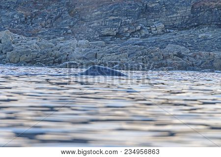 Bowhead Whale Surfacing Close To Shore In Isbella Bay In Nunavut, Canada