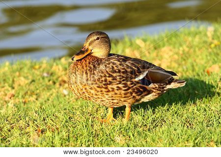Duck
