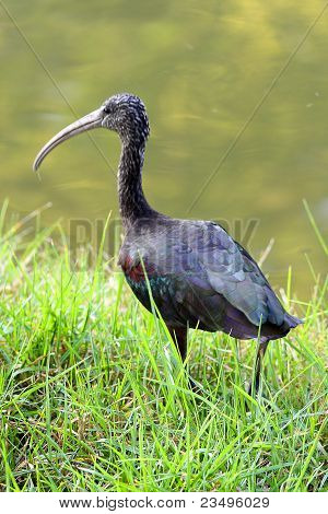 Ibis