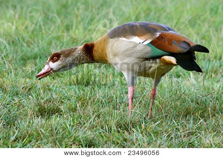 Goose