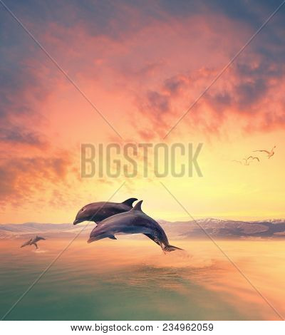 Imaging Scene Of Dolphin Jumping Through Sea Water