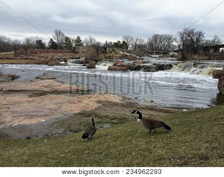 Canadian Geese In Front Of The Big Sioux River In Sioux Falls, South Dakota With Views Of Wildlife, 