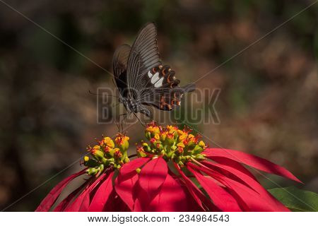 Common Mormon Butterfly (papilio Polytes Linnaeus), Sucking Nectar From Fully Bloomed Red Flower. Im