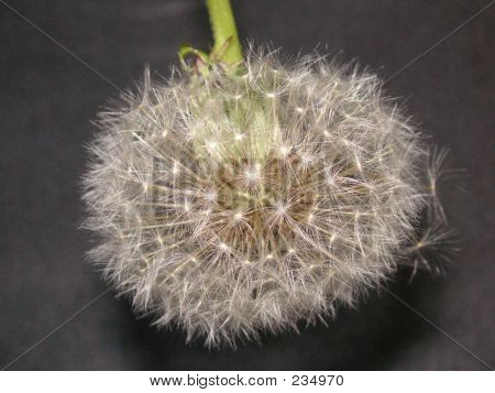 Seedhead Pampeliška