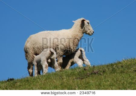 Nursing Sheep