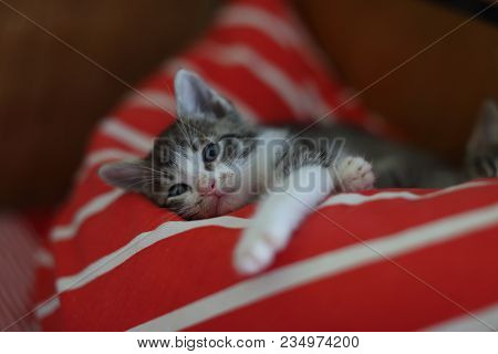 Small, Gray And White Kitten Sleep On The Red Pillow