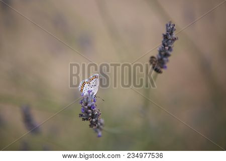 Detail Of Blue Butterfly And Purple Lavender Flowers.