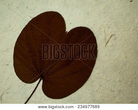 Bauhinia Aureifolia Golden Leaves Amazing In Narathiwat Thailand.