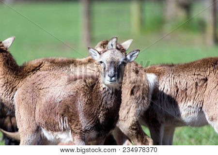 Group Of Mouflons On A Meadow In A Game Park