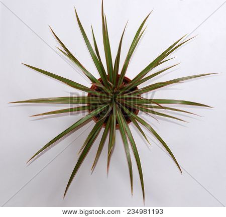 Decorative Flower In Pot. The Shadow Of The Flower On A White Wall