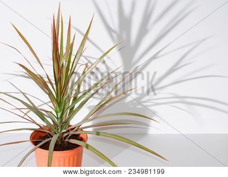 Decorative Flower In Pot. The Shadow Of The Flower On A White Wall