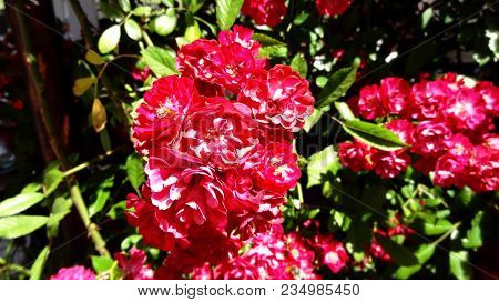 Beautiful Red Rose In The Garden And Blur Background.