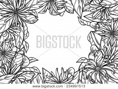 Graphic Star Anise. Vector Natural Design On White Background. Coloring Book Page For Adults And Kid