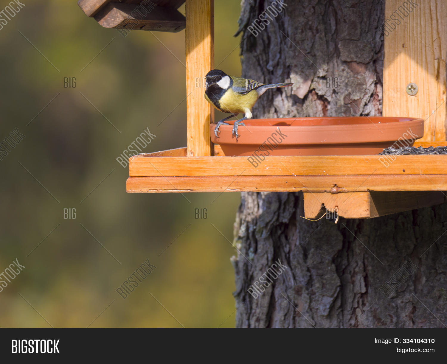 Close Great Tit Parus Image Photo Free Trial Bigstock