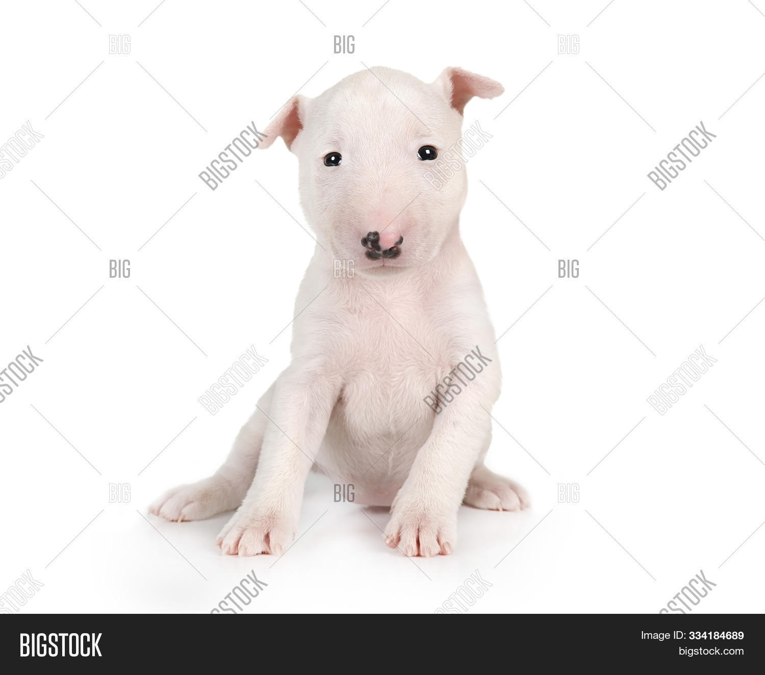 Miniature Bull Terrier Puppy