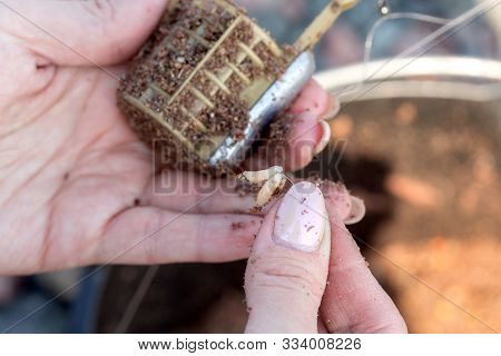 Fishing Method Feeder. Feeding Bait And Hook Bait In Female Hands.
