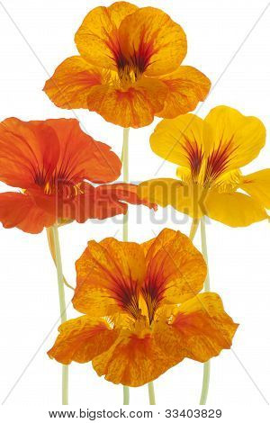 Nasturtium