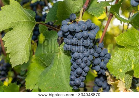 Red Wine Grape Blue Pinot Noir In A Vineyard In Brauneberg On The River  Moselle