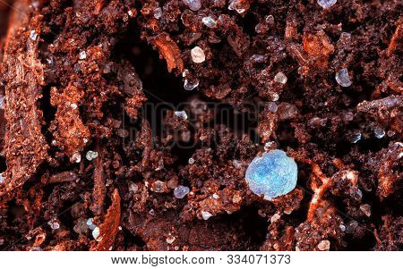 Bleached Sand In Decomposing Organic Matter Of A Cambisol