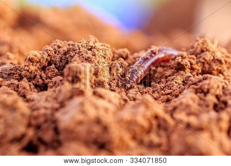 Closeup macro photo of an earthworm in fertile soil on a warm summer day
