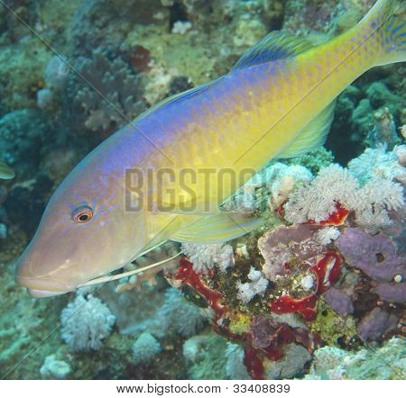 Zbliżenie Yellowsaddle Goatfish