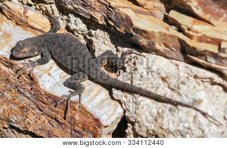 Great Basin Fence Lizard, Adult Female, Sunbathing. Death Valley National Park, California, Usa.