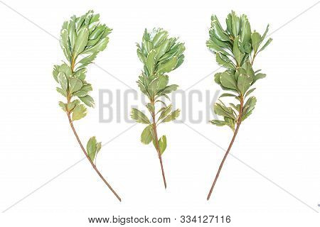 Green Thunberg Barberry Kornik Tree Branch Isolated On White Background.