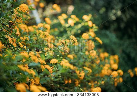 Blooming Yellow Flowers Of Lantana In Garden.