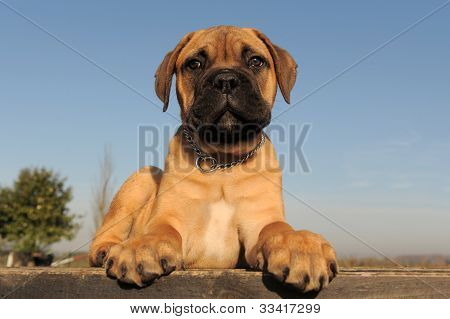 Köpek Bull Mastiff