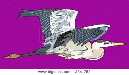 Blue Heron