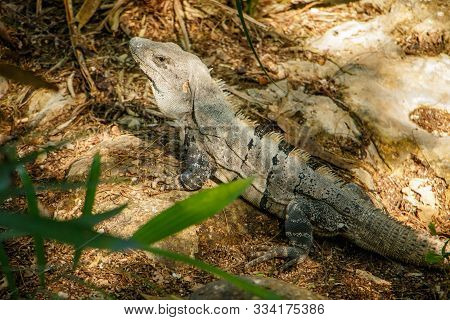 Huge Lizard In Mexican Hot Tropical Climate
