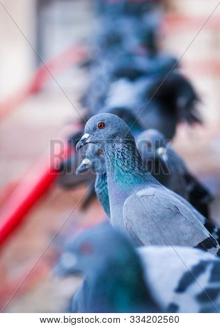 Close Up Of Indian Pigeon