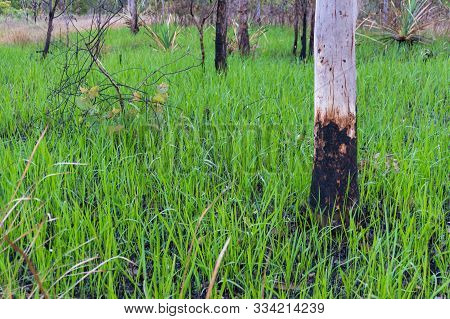 Burnt Trunk Of Eucalyptus Tree And Black Ash Earth With New Fresh Green Grass. New Life After Disast