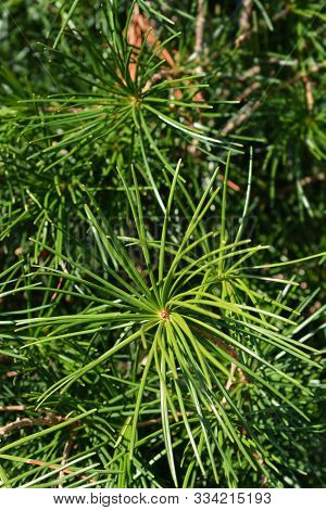 Japanese Umbrella Pine - Latin Name - Sciadopitys Verticillata