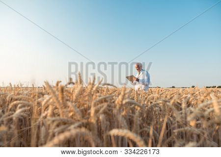 Agriculture scientist doing research in grain test field tracking data, wide shot