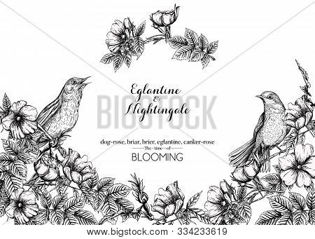 Dog-rose, Briar, Brier, Eglantine, Canker-rose And Nightingale. Template For Wedding Invitation, Gre