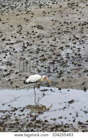 A Milky Stork, An Endangered Species,  Hunting For Food In The Stream Of A Mud Flat In Sungei Buloh 