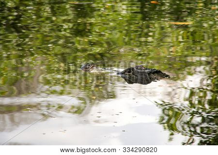 The Head Of An Aligator In Floridas Everglades Looks Out Of The Water
