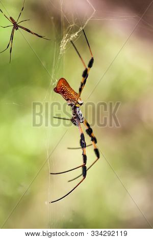 A Nephila Clavata, A Type Of Orb Weaver Spider