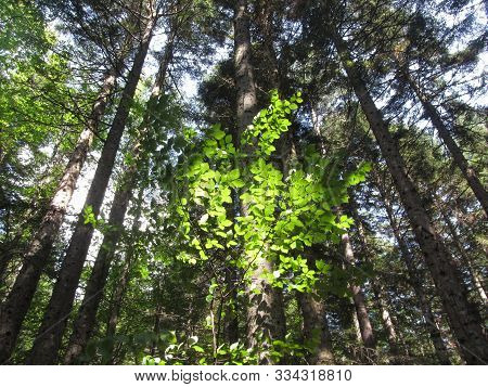 Firs Forest Landscape In Summer . Abetone, Tuscany, Italy