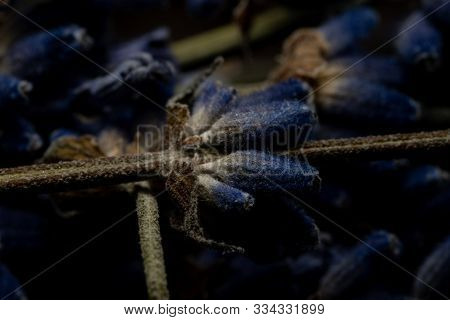 Lavender Branches Are Located On A Wooden Background.lavender Branches Are Located On A Wooden Backg