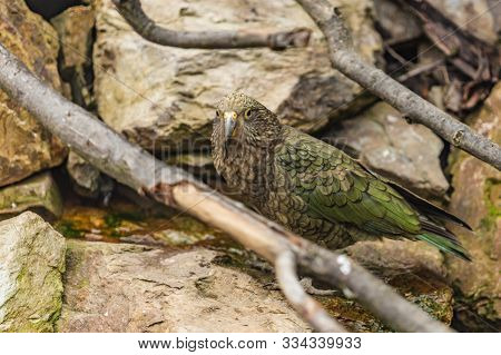 The Kea, A Green Parrot With Long Curved Beak From New Zealand Standing On A Rock. Branches Around.