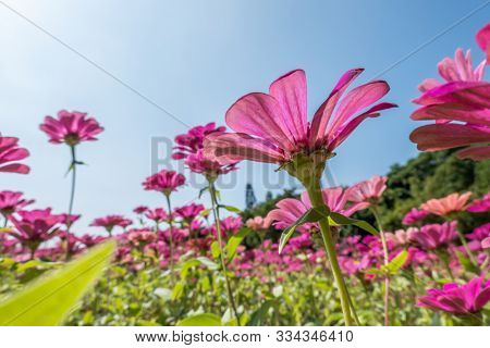 pink cosmos flowers farm under blue sky in the outdoor