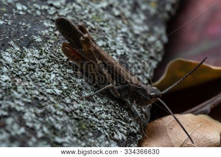 Grasshopper Sitting On A Bark, Macro Photo.grasshopper Sitting On A Bark, Macro Photo