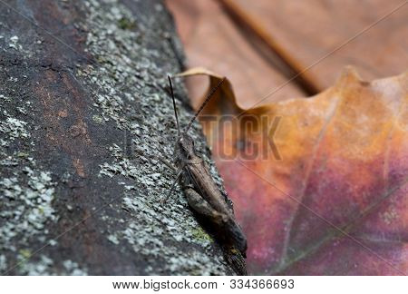 Grasshopper Sitting On A Bark, Macro Photo.grasshopper Sitting On A Bark, Macro Photo