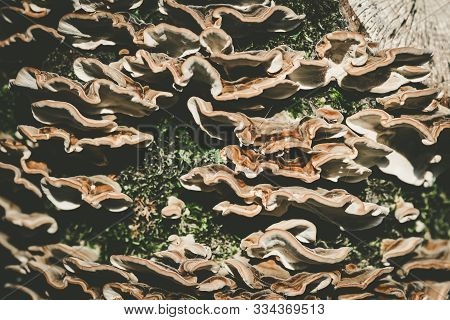 Mushroom Against The Bark Of A Tree, Hen-of-the-wood, Grifola Frondosa Fungus, Autumn Picture In The