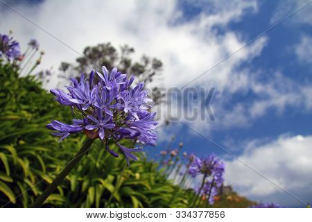 Violet Agapanthe Bleue Flowers In Sao Miguel